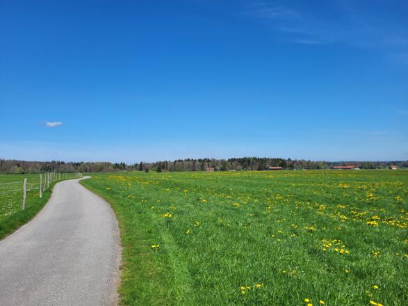 Wiese bei Moosrain