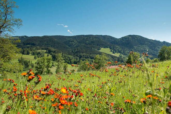 Natur pur ums Haus herum