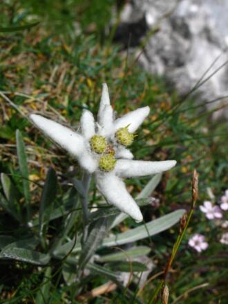 Das schönste Bleamal...