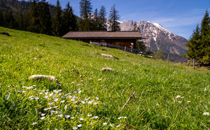 Frühling auf der Stubenalm