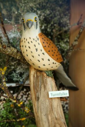 Turmfalke