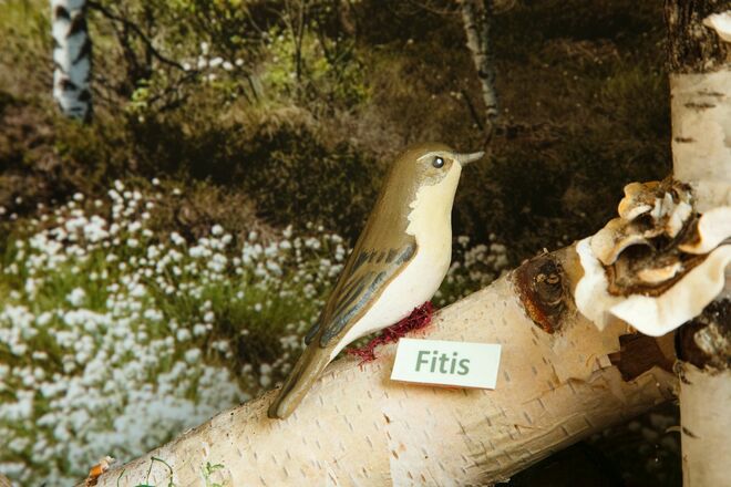 Fitis