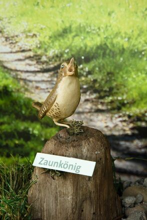 Zaunkönig