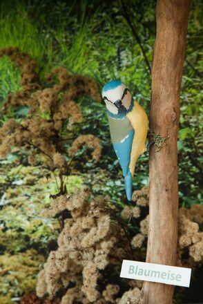 Blaumeise