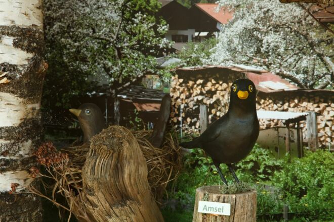 Amsel