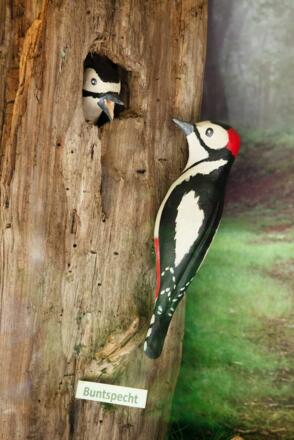 Buntspecht