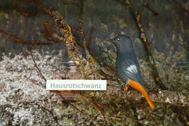 Hausrotschwanz