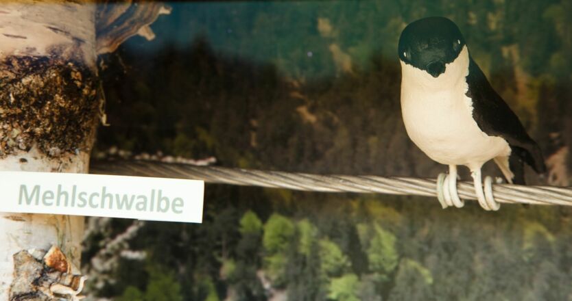 Mehlschwalbe