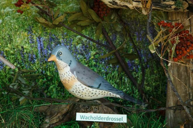 Wacholderdrossel