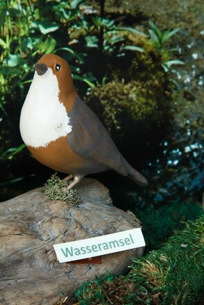 Wasseramsel