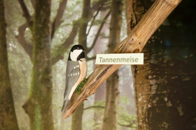 Tannenmeise
