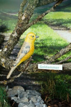 Goldammer