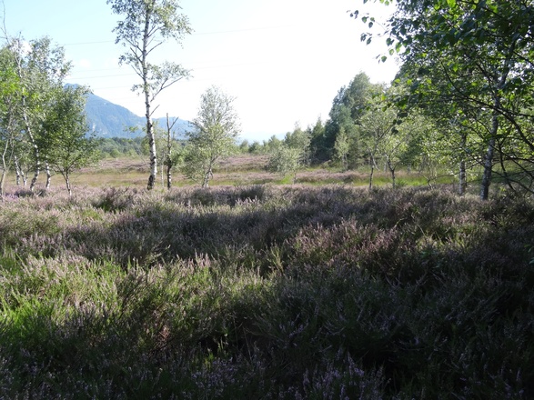 In der Kendlmühlfilzen