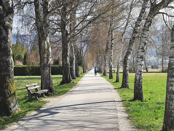 Birkenallee in Bernau/Felden