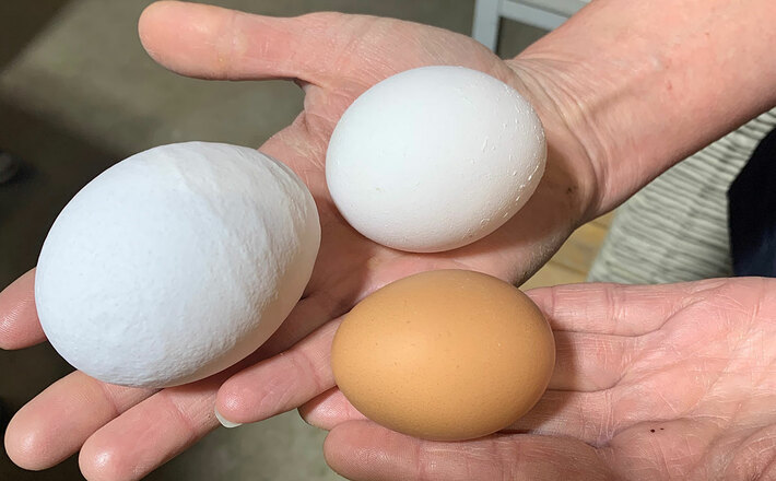 Eier in allen Größen