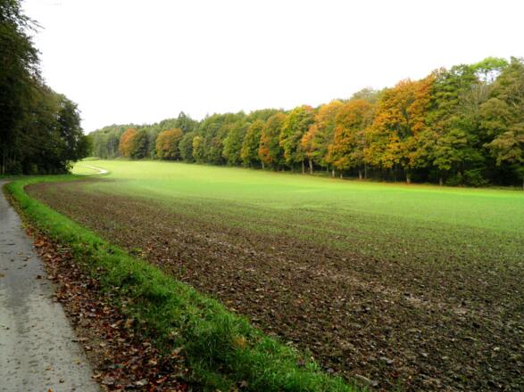 Herbstmorgen vor Harkirchen