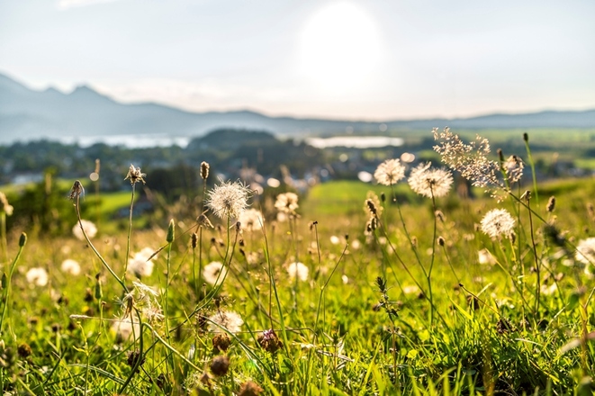 Wiese in der Nähe von Kochel a. See