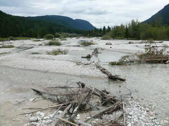 Wildflusslandschaft Isartal
