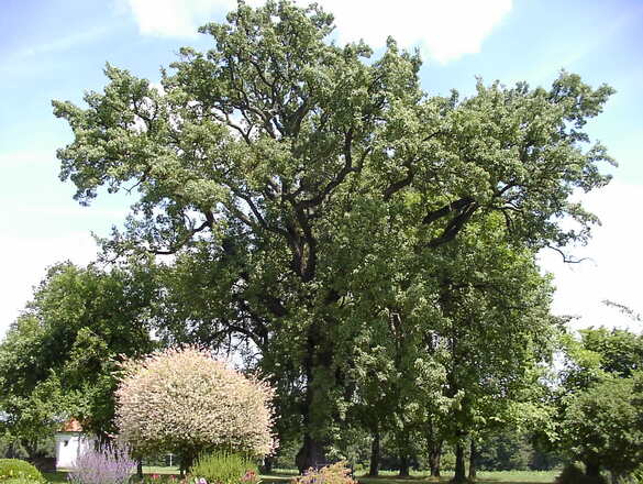 Ältester Birnbaum Oberbayerns