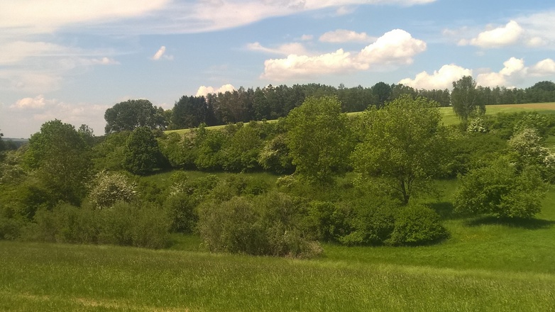 Heckenstrukturen Langenpreising