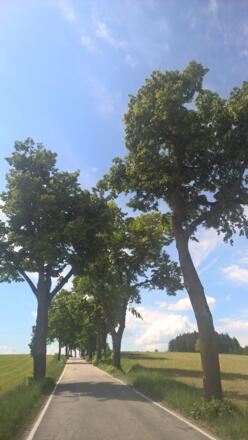 Lindenallee Kirchberg