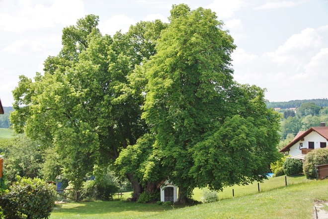 1000-jährige Linde bei St. Wolfgang