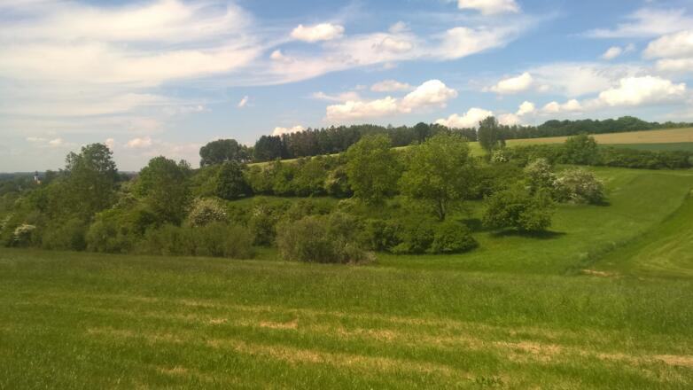 Heckenstrukturen Langenpreising
