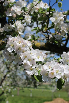 Blüte
