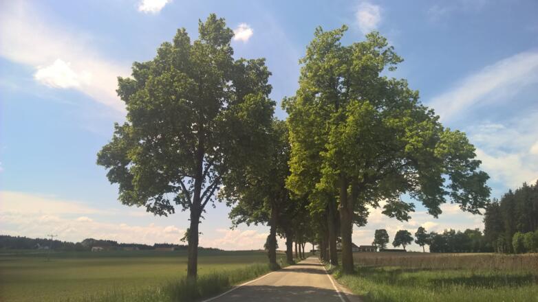 Lindenallee Kirchberg