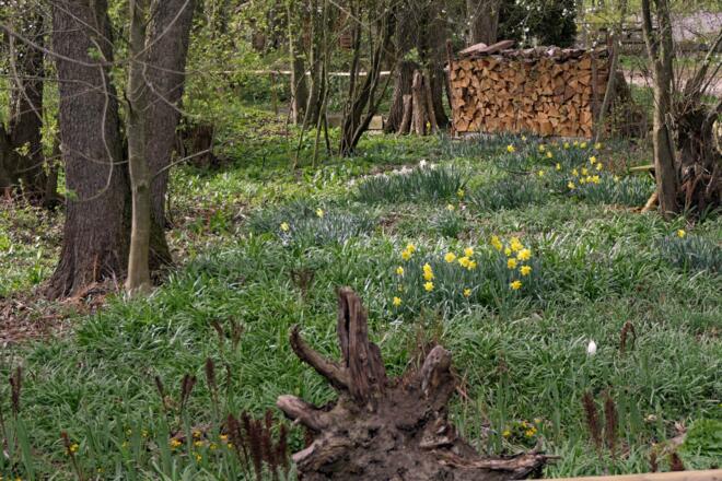 Frühblüher im Wassergarten Mitterskirchen