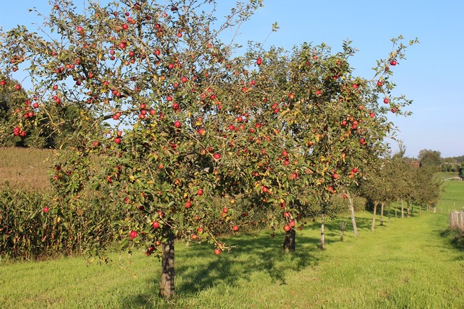 Streuobstwiese