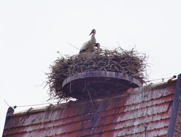 Storch in Sonnendorf