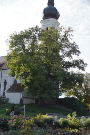 Linde in Aufkirchen