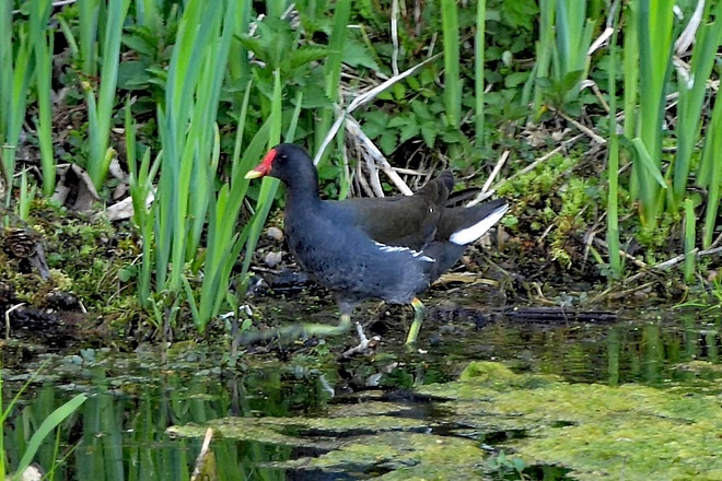 Ralle im Wassergarten Mitterskirchen