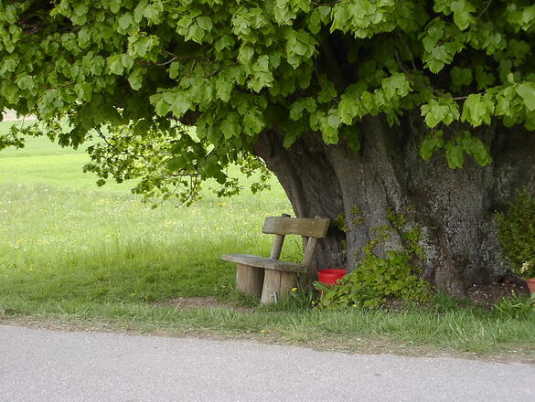 Linde bei Arndorf