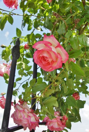 Rosengarten Hinterberg