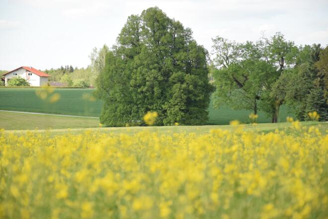 Die Krieringer Linde