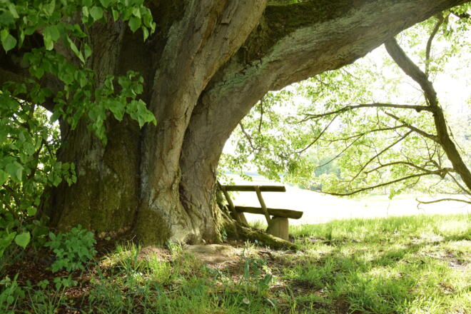 Ruheplatz unter der Krieringer Linde 