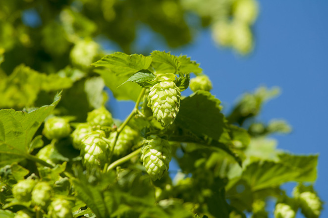 Hopfen Dolde am Teisendorfer Bierwanderweg