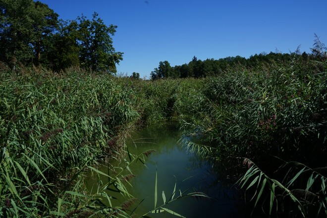 Simssee Moor