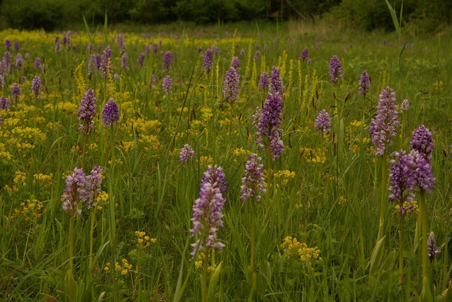 Am Europareservat Unterer Inn bei Ering
