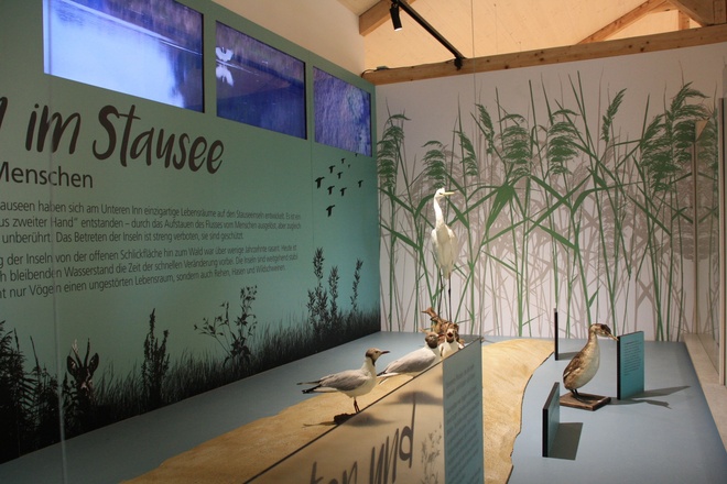 Ausstellung - Inselvitrine