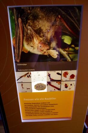 Infotafel Fledermäuse