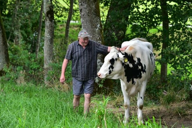 Unser Milchvieh