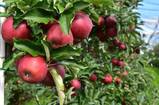 Unsere Ernte