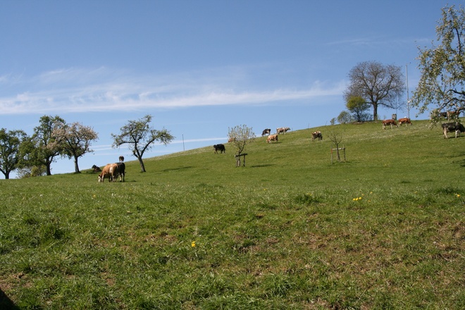 Unsere KÃ¼he auf der Weide