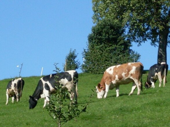 Unsere KÃ¼he auf der Weide