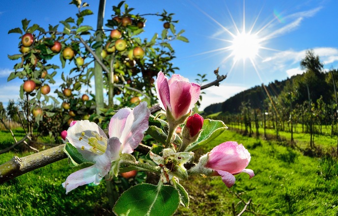 Ãpfel und Ãpfelblüten