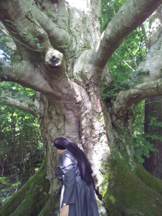 Methusalem-Buche im Bernrieder Park