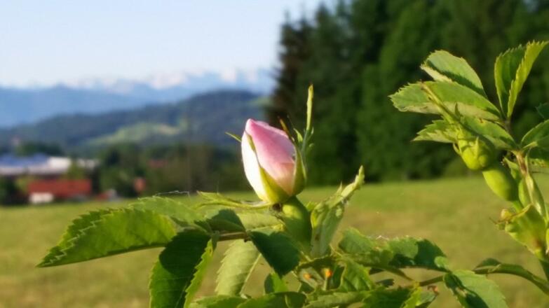 Paradieshof - Café, Events, Obst, Kräuter